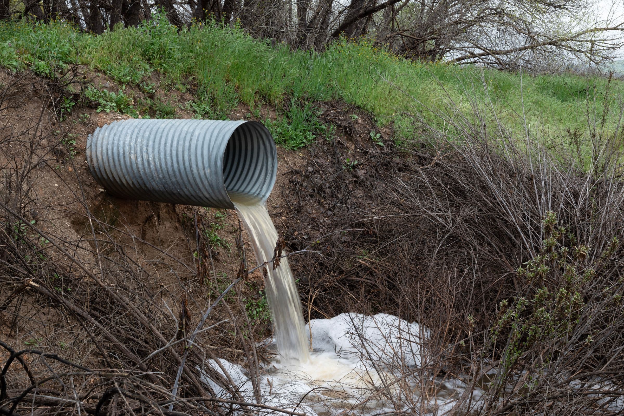 Cloudy water pouring from a corrugated metal pipe in a grassy bank into a stream